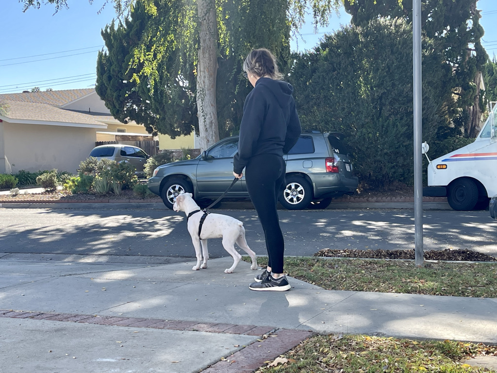 Underdogs Long Beach puppy training