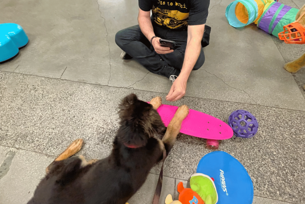 Long Beach puppy with toys at Puppy Kindergarten
