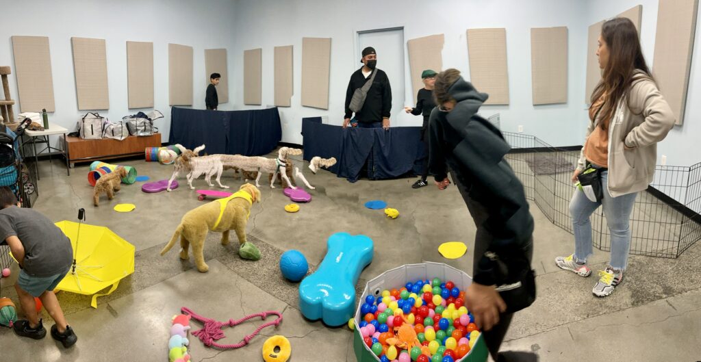 Underdogs Long Beach Puppy Kindergarten