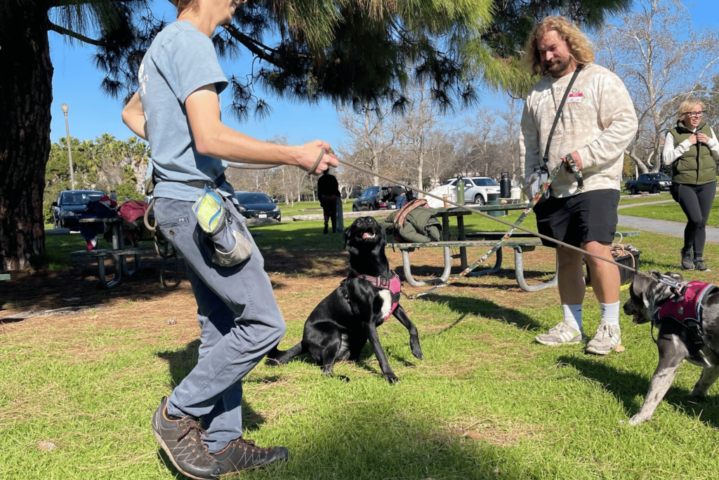 Dog training workshop with Underdogs Long Beach